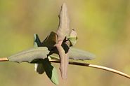Euphorbiacé