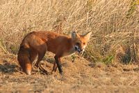 Renard roux