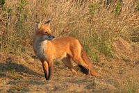 Renard roux