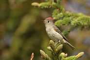 Roitelet à couronne rubis