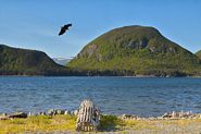 Visiteur dans la baie de Lark Harbour