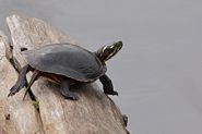 Tortue peinte