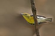 Viréo à gorge jaune