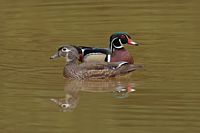 Couple de branchu mâle