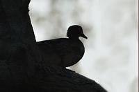 Silhouette de canard branchu