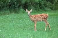 Cerf de Virginie