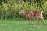 Cerf de Virginie