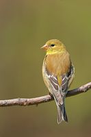 Chardonneret jaune femelle