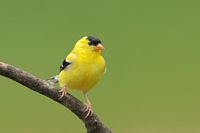 Chardonneret jaune mâle