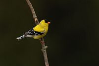 Chardonneret jaune