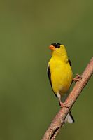 Chardonneret jaune mâle