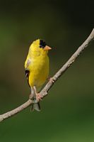 Chardonneret jaune
