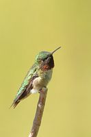 Colibri à gorge rubis