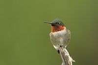 Colibri à gorge rubis