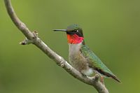 Colibri à gorge rubis