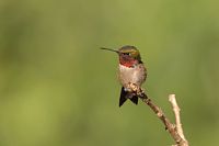 Colibri à gorge rubis