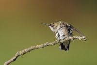 Colibri à gorge rubis