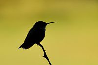 Silhouette de colibri