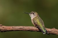 Colibri à gorge rubis