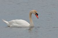 Cygne tuberculé