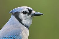 Geai bleu