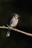 Jeune geai bleu