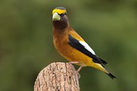 Gros bec errant mâle