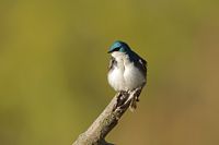Hirondelle bicolore