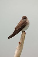 Hirondelle à ailes hérisées