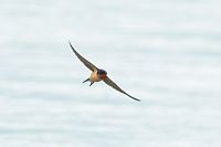 Hirondelle rustique