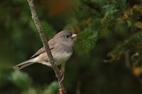 Junco ardoisé