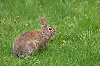 Lapin à queue blanche