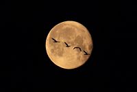 Migration