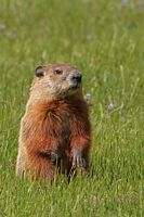 Marmotte