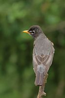 Merle d'Amérique