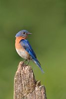 Merle bleu
