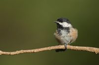 Mésange à tête noire