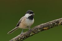 Mésange à tête noire