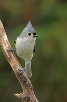 Mésange bicolore
