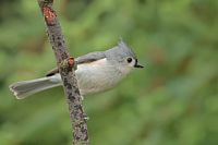 Mésange bicolore