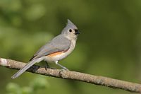 Mésange bicolore