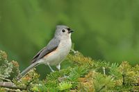 Mésange bicolore