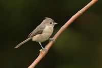 Mésange bicolore