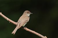 Moucherole phébi