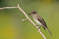 Jeune moucherole phébi