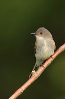 Moucherole phébi
