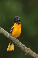 Oriole de Baltimore