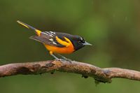Oriole de Baltimore
