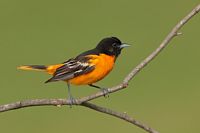 Oriole de Baltimore