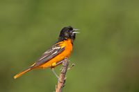 Oriole de Baltimore